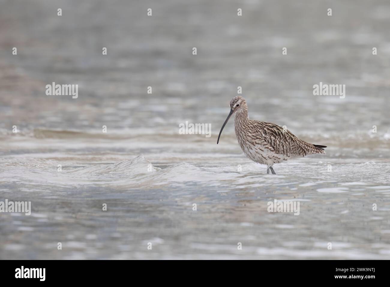 Il Curlew eurasiatico o Curlew comune (Numenius arquata) molto grande nella famiglia Scolopacidae. Foto Stock