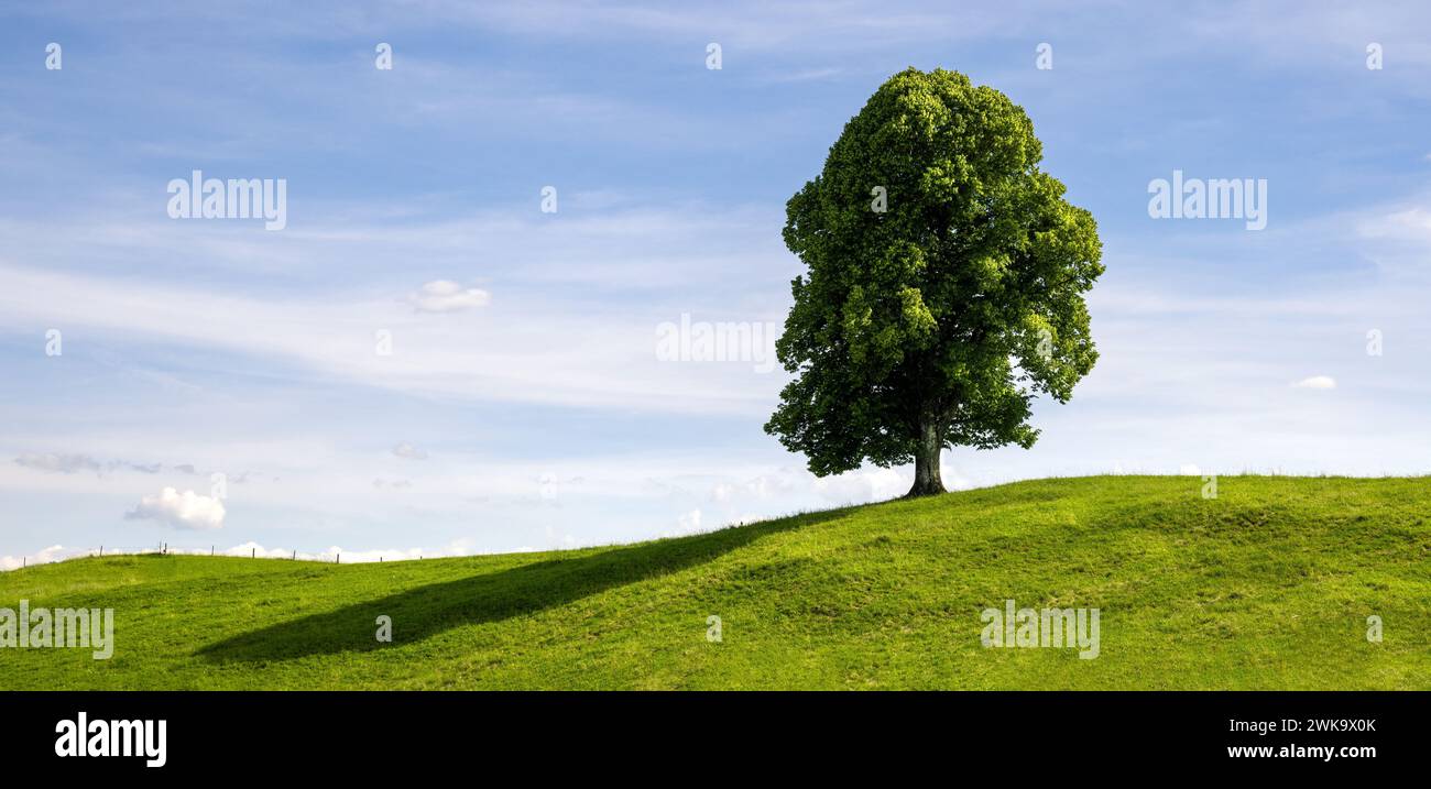 Un singolo albero deciduo su una collina erbosa in estate Foto Stock