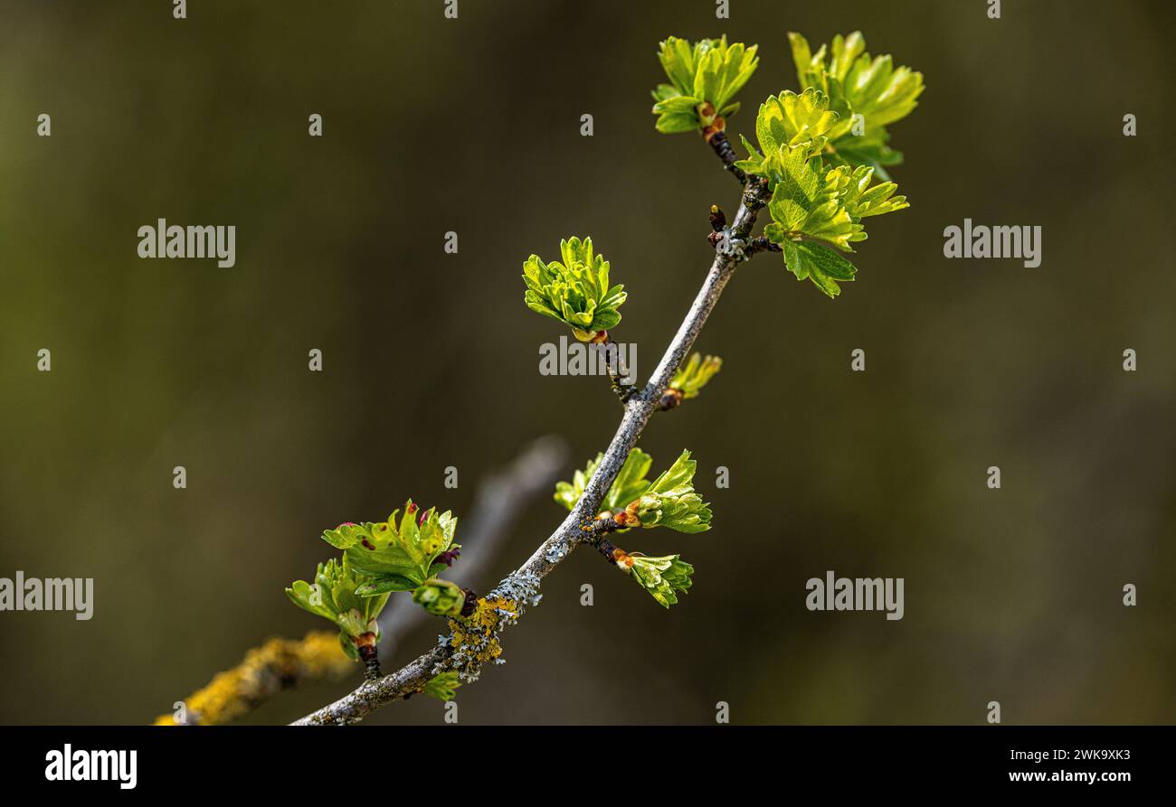 Un einem Baum kommen durch die Knospen die ersten Blätter zum vorschein. (Con ZH, Schweiz, 09.04.2023) Foto Stock