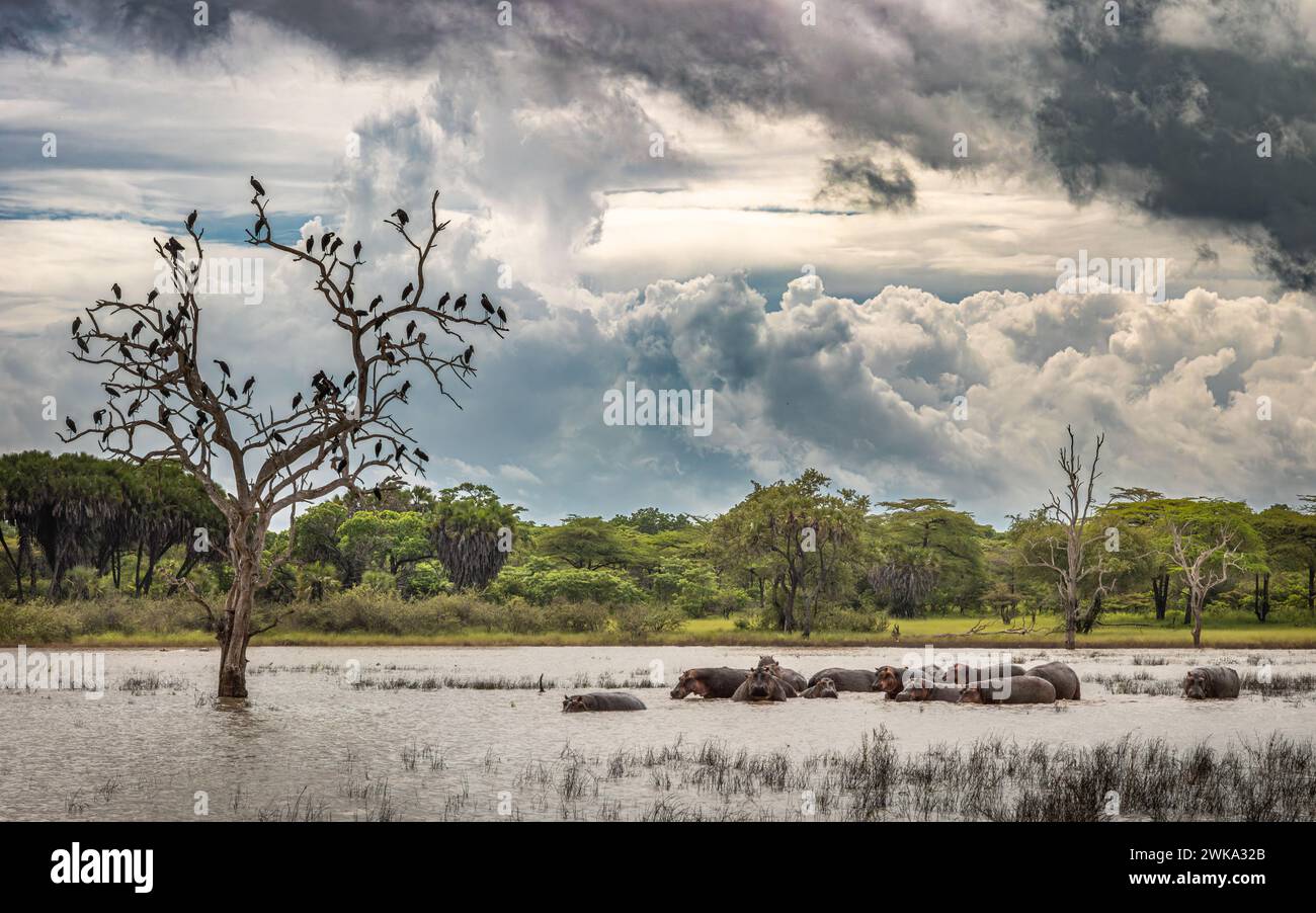 Un branco, o branco, di ippopotamo del Nilo accanto alle cicogne africane su un albero morto nel Parco Nazionale Nyerere (riserva di selvaggina Selous) nel sud della Tanza Foto Stock