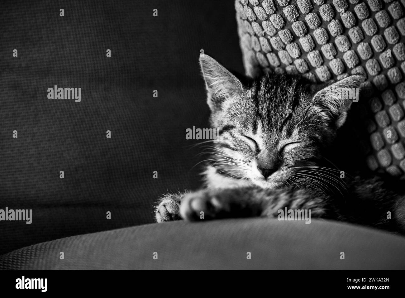 Ritratto di un gattino tabby che dorme profondamente sul divano Foto Stock