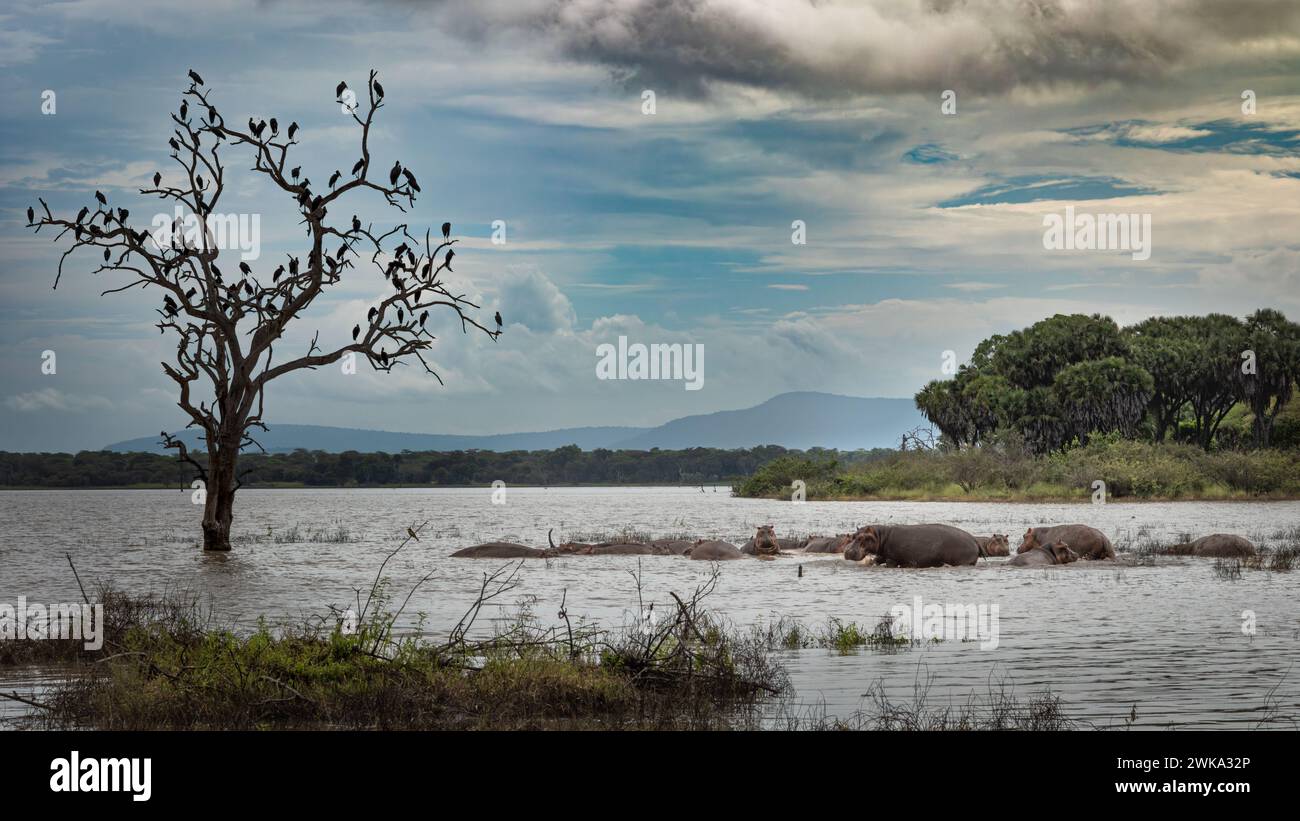 Un branco, o branco, di ippopotamo del Nilo accanto alle cicogne africane su un albero morto nel Parco Nazionale Nyerere (riserva di selvaggina Selous) nel sud della Tanza Foto Stock
