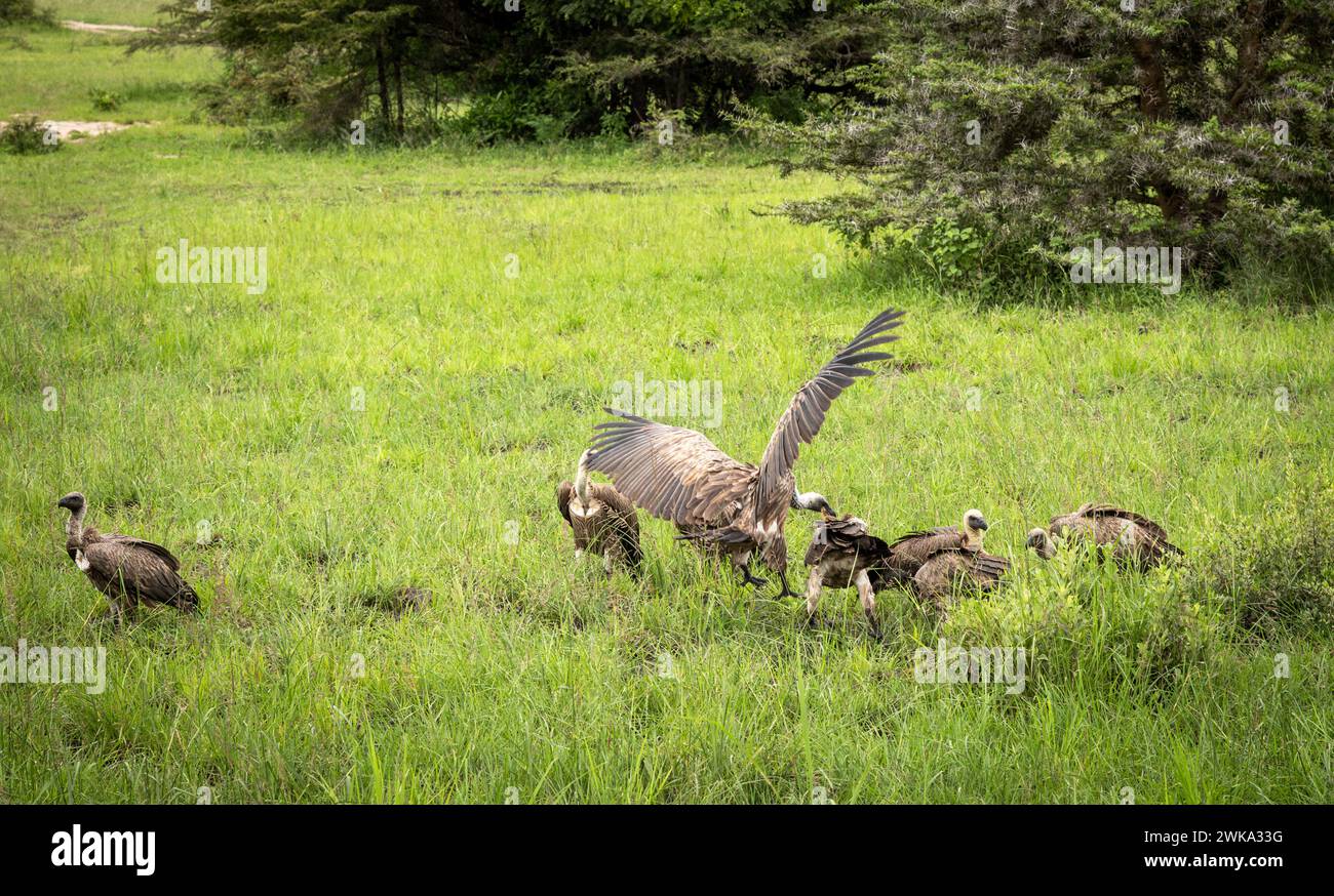 Gli avvoltoi bianchi (Gyps africanus) litigano sul cibo nel Parco Nazionale di Nyerere (riserva di selvaggina Selous) nella Tanzania meridionale. Foto Stock
