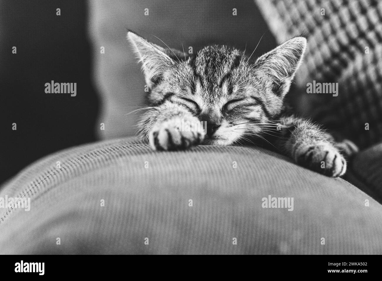 Ritratto di un gattino tabby che dorme profondamente sul divano Foto Stock