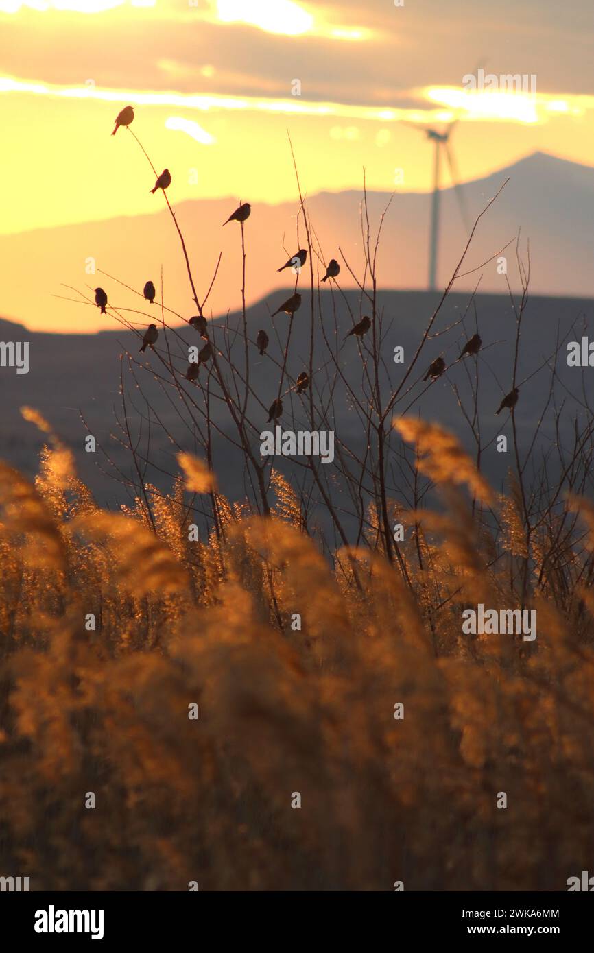 Serenata al tramonto. Golden Hour, musica aviaria sinfonica. Da qualche parte in Macedonia. Foto Stock