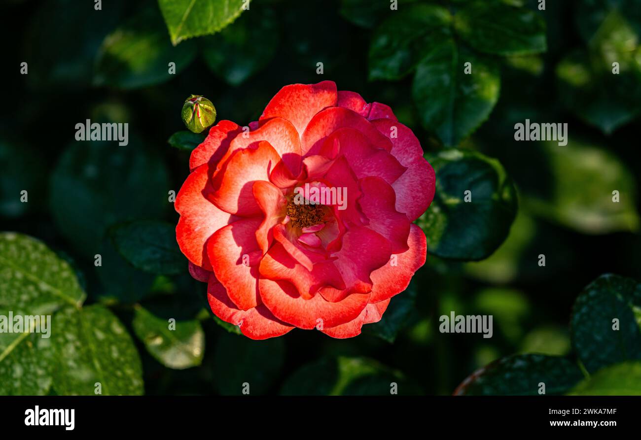 Eine zweifarbige Rose blüht im Schaffhauser Rosengarten. (Sciaffusa, Svizzera, 16.06.2023) Foto Stock