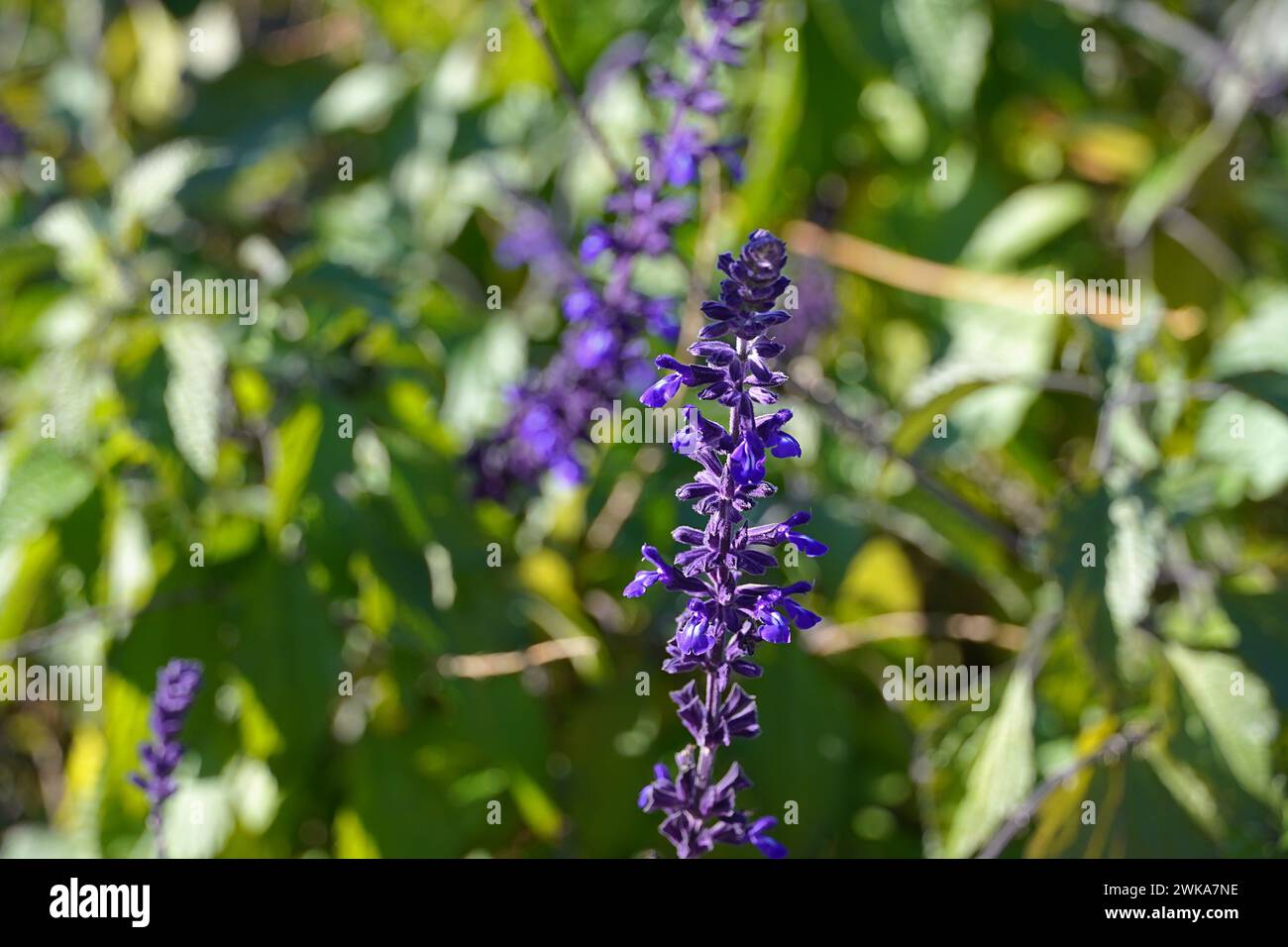 Mealy cup salvia, o Salvia farinacea fiori blu, nel Pireo, Grecia Foto Stock