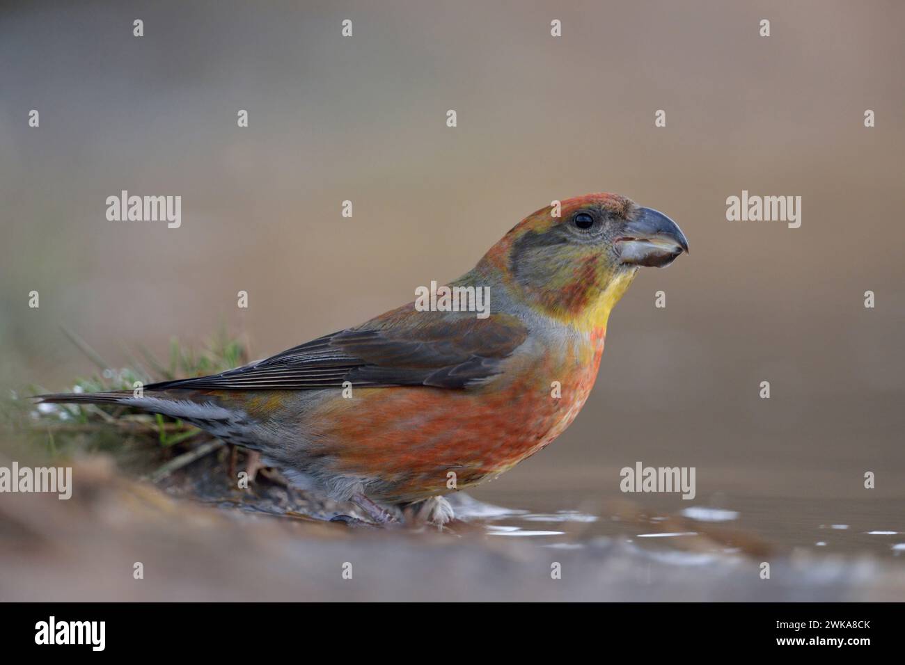 Primo piano di un maschio Parrot Crossbill ( Loxia pytyopsittacus ) seduto in una pozzanghera naturale (fauna selvatica). Foto Stock