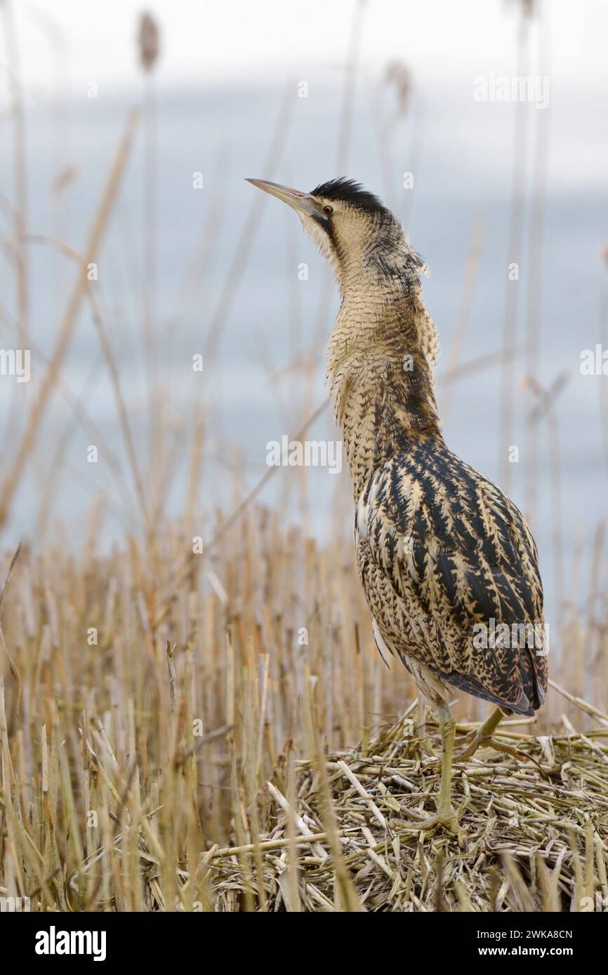 Great Bittern ( Botaurus stellaris ), adulti in inverno, camminate, arrampicate, in piedi esposti su una piccola collina, tumulo di canne, osservazione, fauna selvatica, Europ Foto Stock