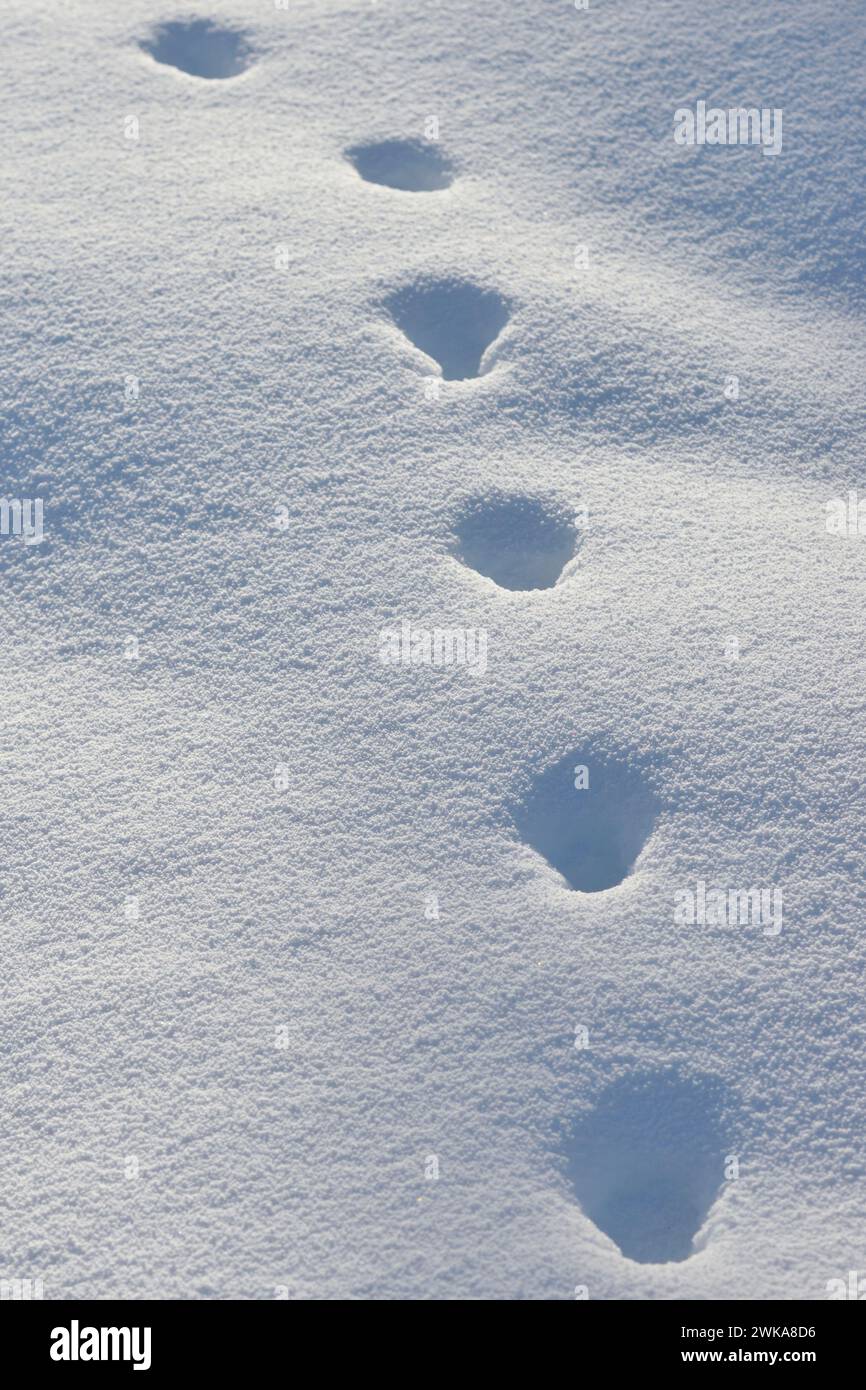 Pista per animali di una volpe rossa ( Vulpes vulpes ) in inverno, camminando attraverso la neve profonda, Yellowstone NP, Wyoming, Stati Uniti. Foto Stock