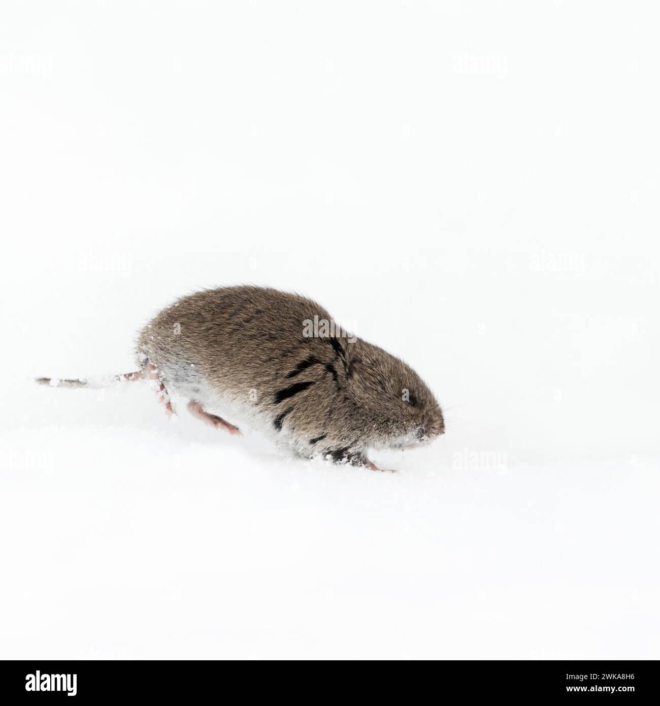Montane Vole / Montagne Rocciose Wuehlmaus ( Microtus montanus ) in inverno in esecuzione attraverso la neve, la fauna selvatica, Grand Teton National Park, Stati Uniti d'America. Foto Stock
