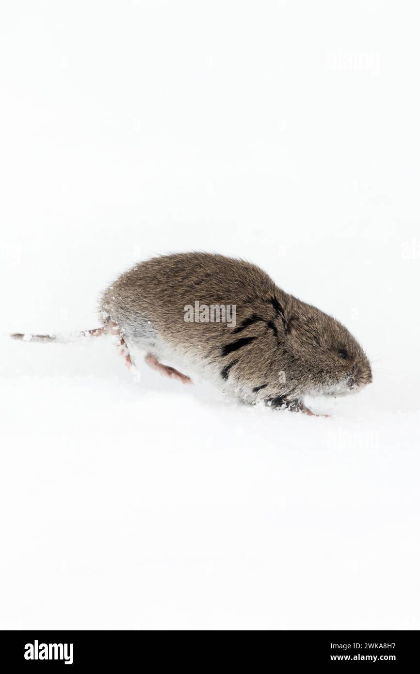 Montane Vole / Montagne Rocciose Wuehlmaus ( Microtus montanus ) in inverno in esecuzione attraverso la neve, la fauna selvatica, Grand Teton National Park, Stati Uniti d'America. Foto Stock