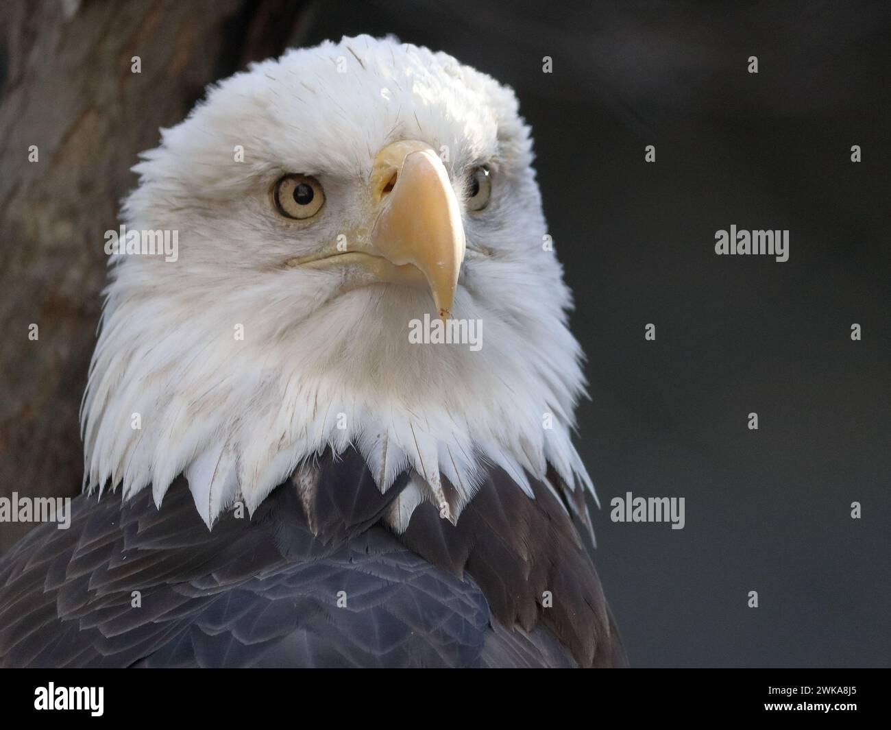 Ritratto di un aquila calva (Haliaeetus leucocephalus) Foto Stock