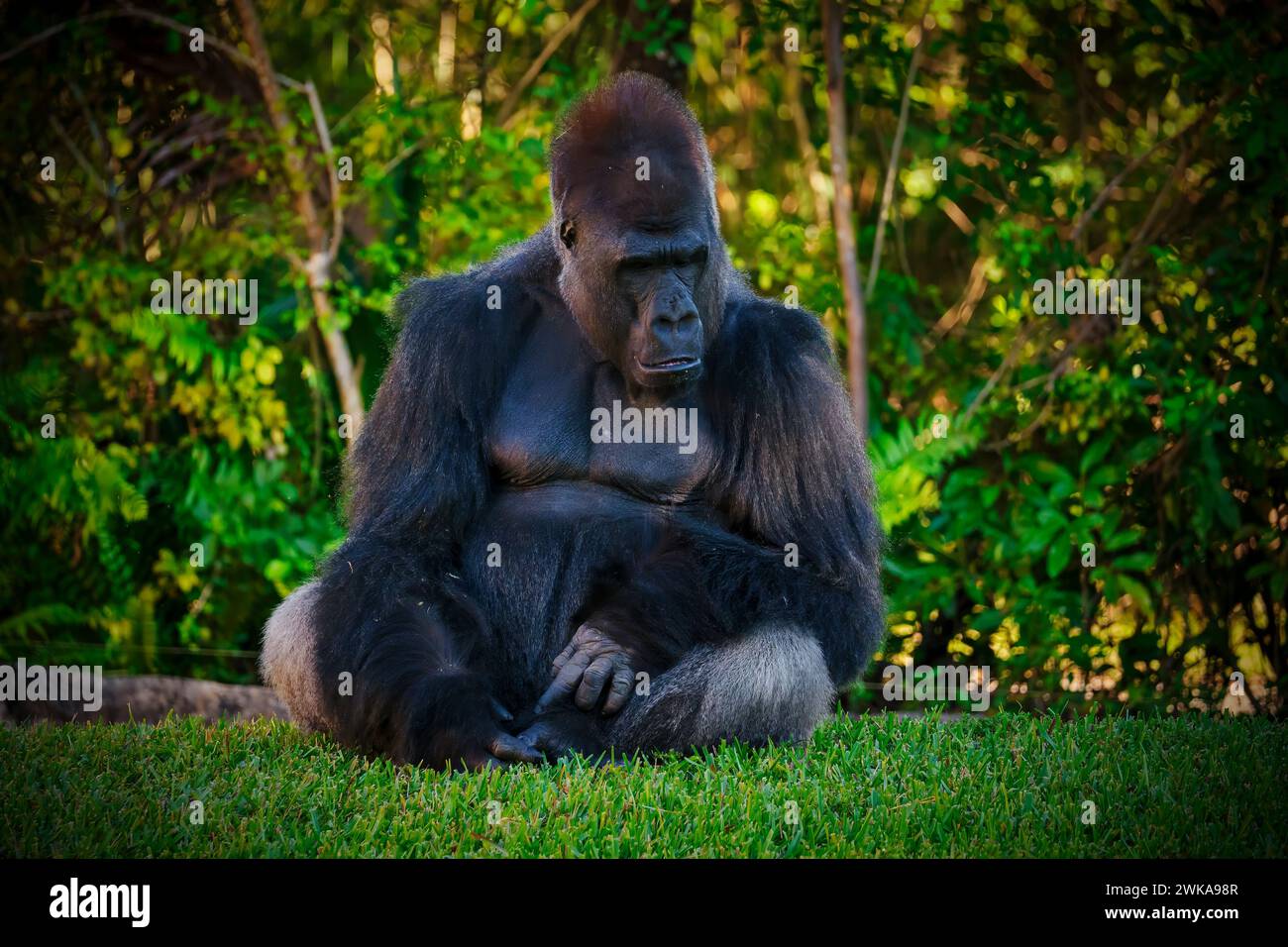 Un gorilla africano seduto tra alberi e cespugli Foto Stock