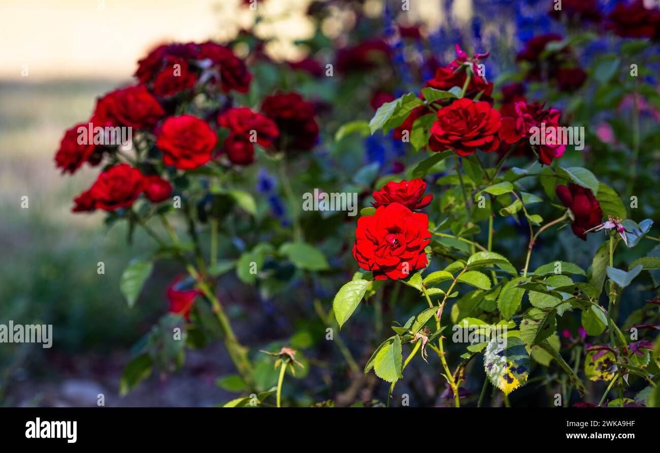 Rote Rosen in den Abendstunden. Davor a Unschärfe Lavendel. (Rheinau, Schweiz, 25.06.2023) Foto Stock