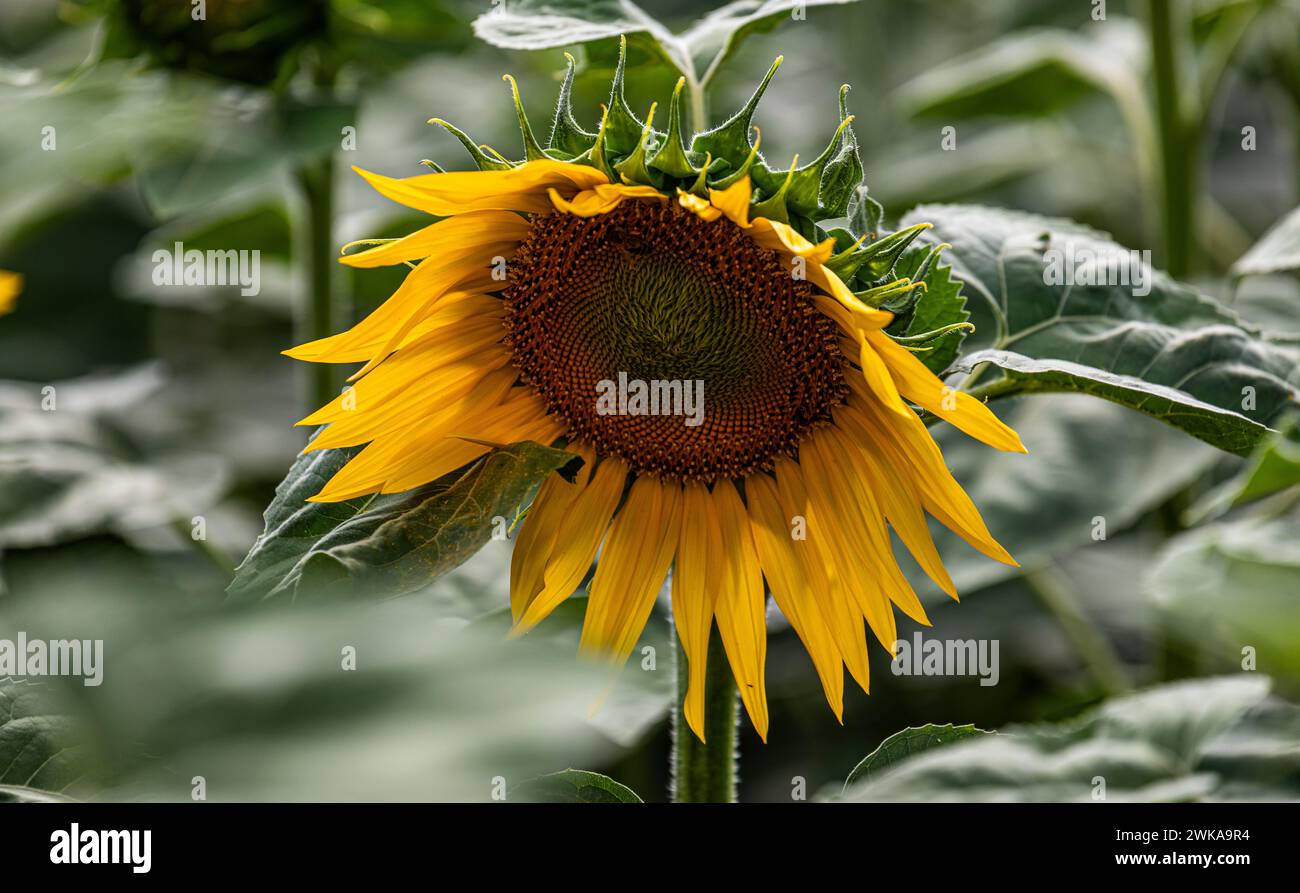 Auf einem Agrarfeld in Eglisau im Zürcher Unterland blühen die ersten Sonnenblumen des Jahres. (Eglisau, Schweiz, 02.07.2023) Foto Stock