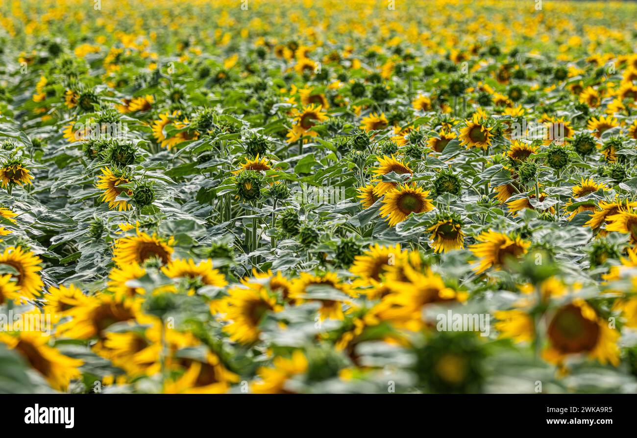 Auf einem Agrarfeld in Eglisau im Zürcher Unterland blühen die ersten Sonnenblumen des Jahres. (Eglisau, Schweiz, 02.07.2023) Foto Stock