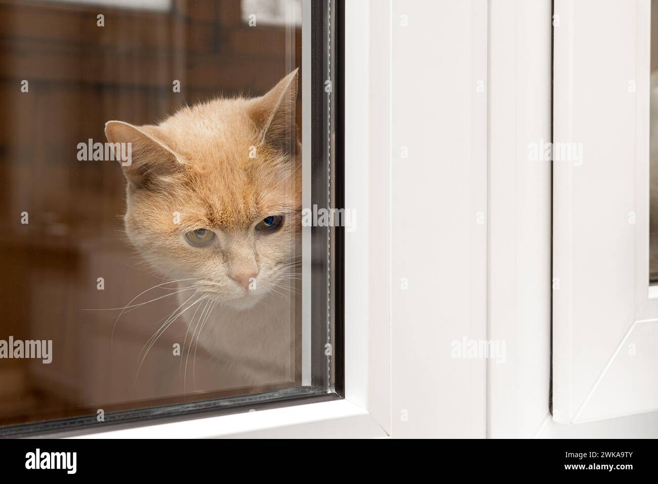 cat guarda fuori dalla finestra, sparato attraverso il vetro. gatto dietro il vetro. il gatto è stato cacciato dalla casa Foto Stock