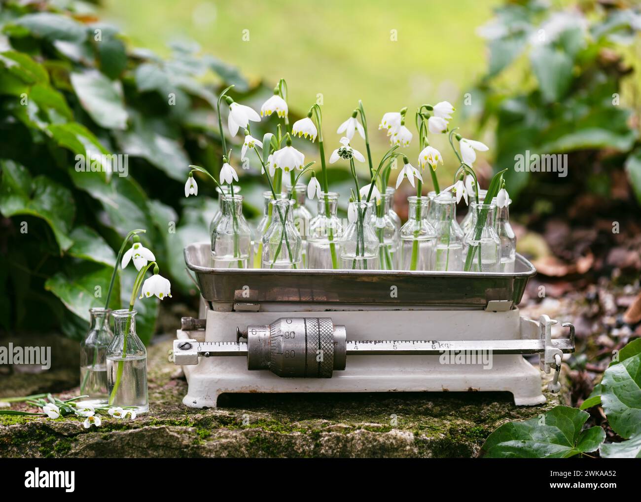Bellissimi fiori primaverili con fiocchi di neve e fiocchi di neve in bottiglie di forme diverse su una vecchia bilancia da cucina d'epoca. Decorazione Garten Foto Stock