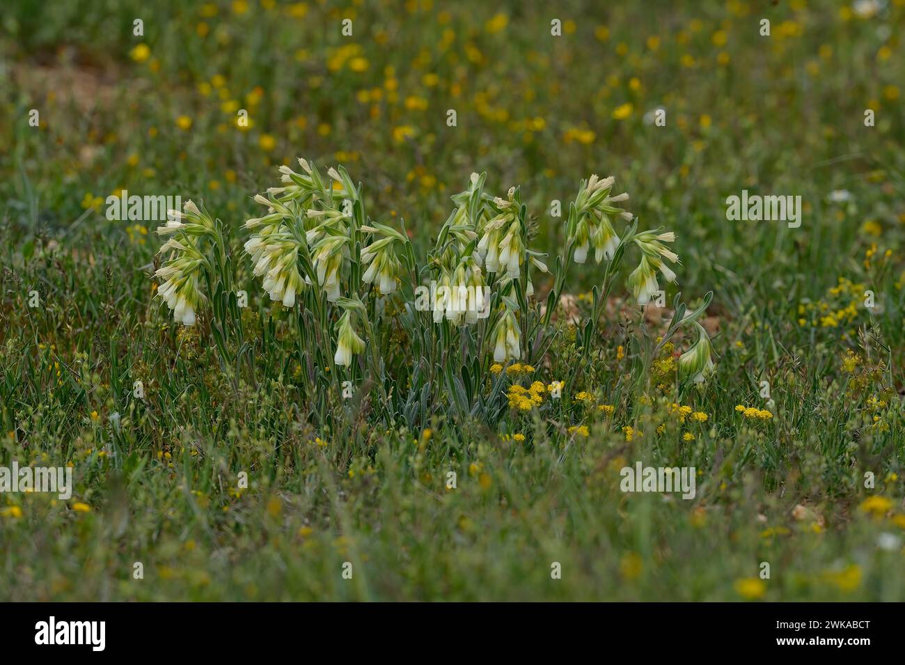 Onosma è un genere di piante da fiore della famiglia delle Boraginaceae. Crescono in ambienti asciutti e soleggiati con substrati rocciosi e sabbiosi. Foto Stock