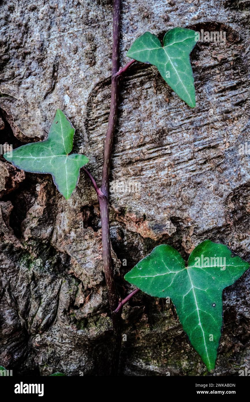 Edera comune (Hedera Helix) che cresce su un albero di betulla all'inizio della primavera in Galles. Foto Stock