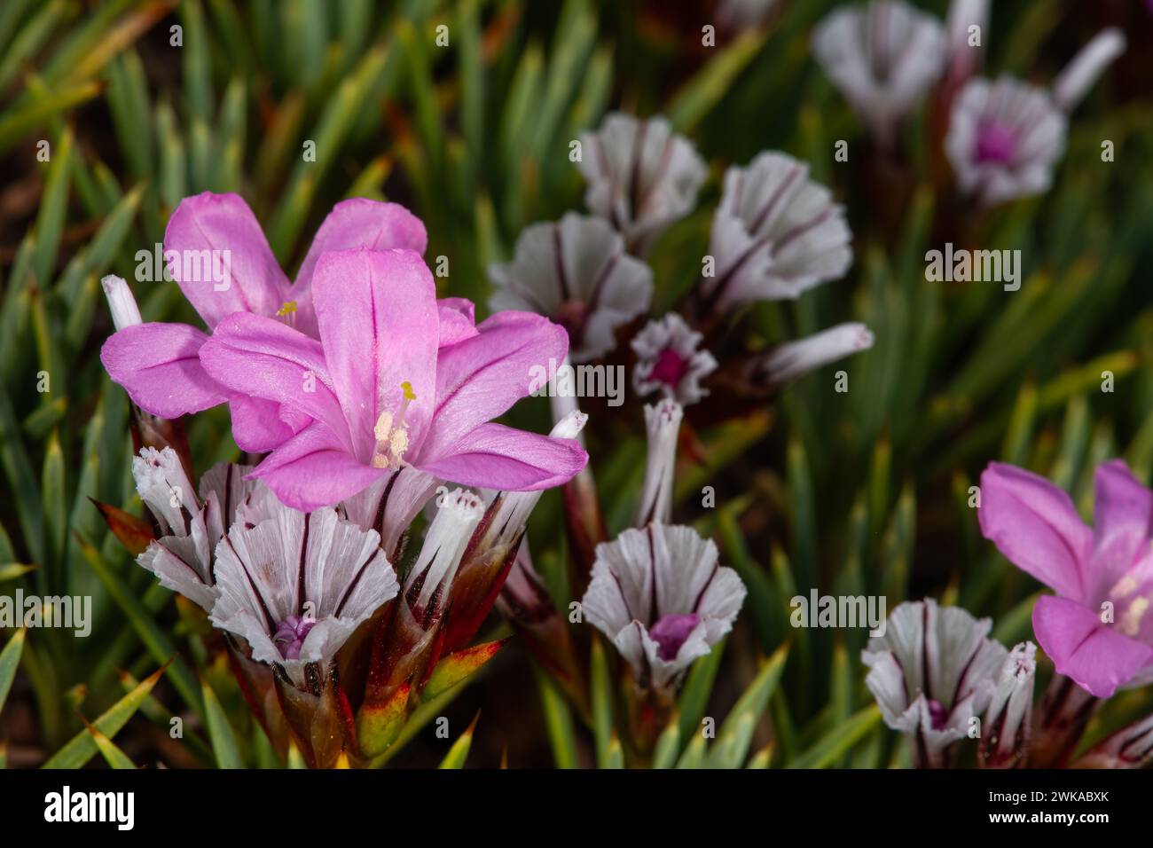 Acantholimon acerosum appartiene alla famiglia delle Plumbaginaceae e cresce su terreni sassosi e calcarei. In natura è un fiore spinoso di colore rosa. Foto Stock