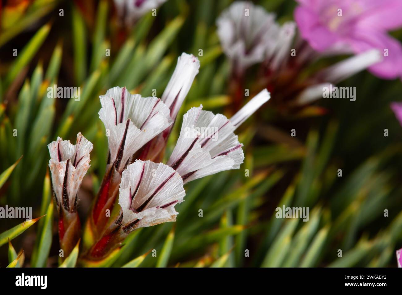 Acantholimon acerosum appartiene alla famiglia delle Plumbaginaceae e cresce su terreni sassosi e calcarei. In natura è un fiore spinoso di colore rosa. Foto Stock