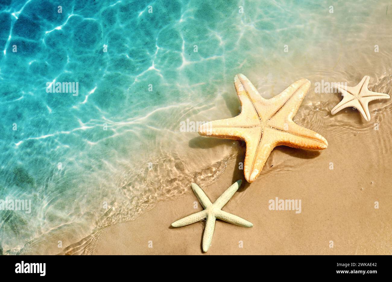 Stella di mare sulla spiaggia di estate in acqua di mare. Estate sfondo. L'estate. Foto Stock