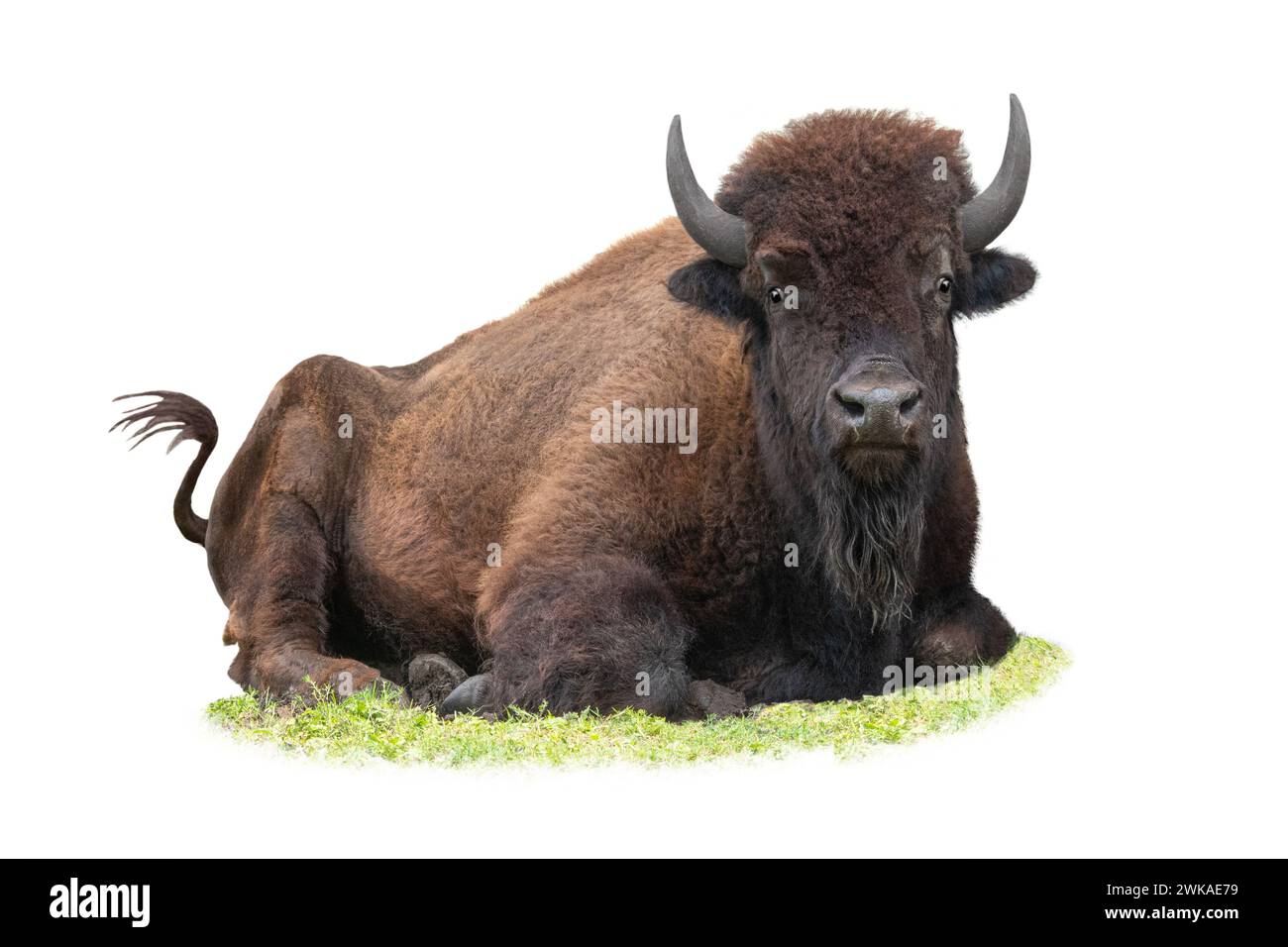 Bison steso sull'erba in estate isolato su uno sfondo bianco. Foto Stock