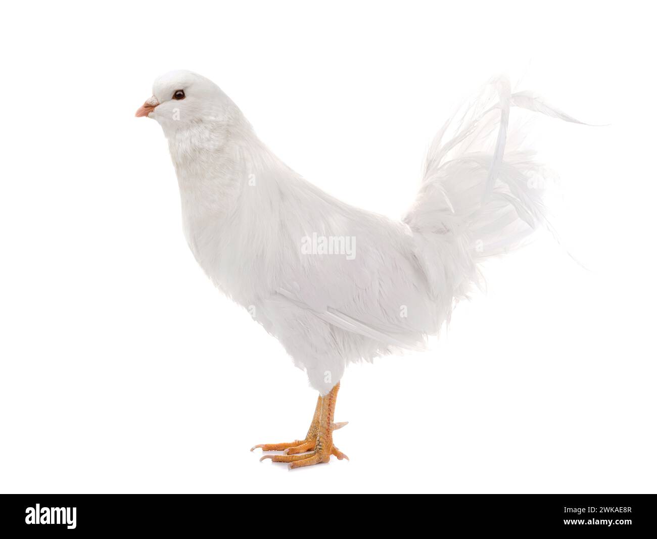 Chimera con un gallo e una testa di piccione, su uno sfondo bianco Foto Stock