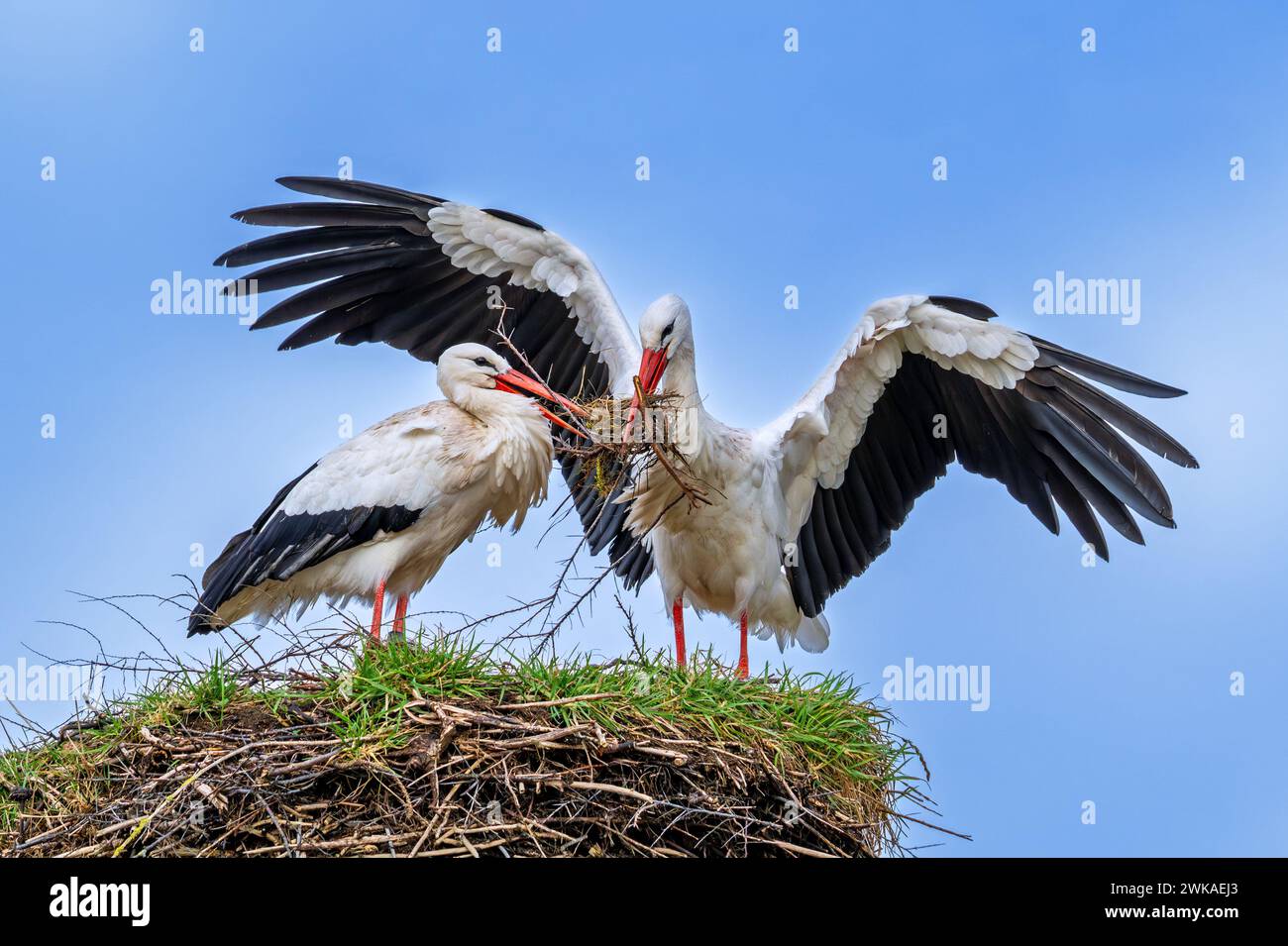 Cicogna bianca (Ciconia ciconia) si riposa mentre si costruisce il nido e si allunga con un grande ramo in becco per rinforzare il vecchio nido della primavera precedente Foto Stock