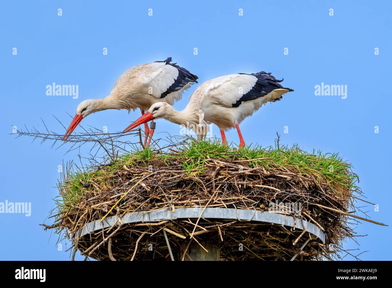 Cicogna bianca (Ciconia ciconia) maschio e femmina che rinforza il vecchio nido della primavera precedente con ramoscelli e bastoncini per nidificare Foto Stock