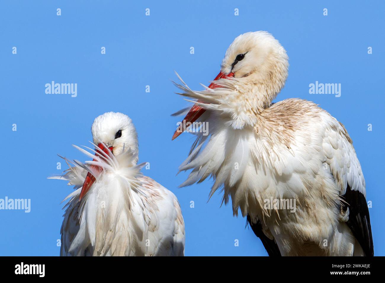 Coppia cicogna bianca (Ciconia ciconia), ritratto da vicino maschile e femminile in una giornata ventosa Foto Stock