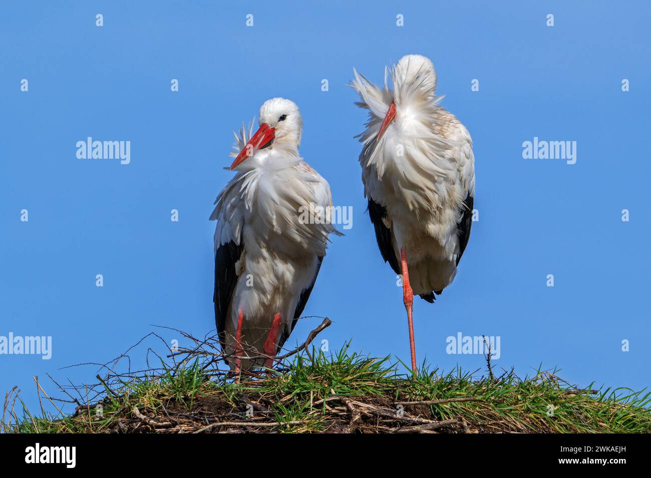 Coppia di cicogne bianche (Ciconia ciconia), uomini e donne in posa su un vecchio nido della primavera precedente in un giorno ventoso Foto Stock