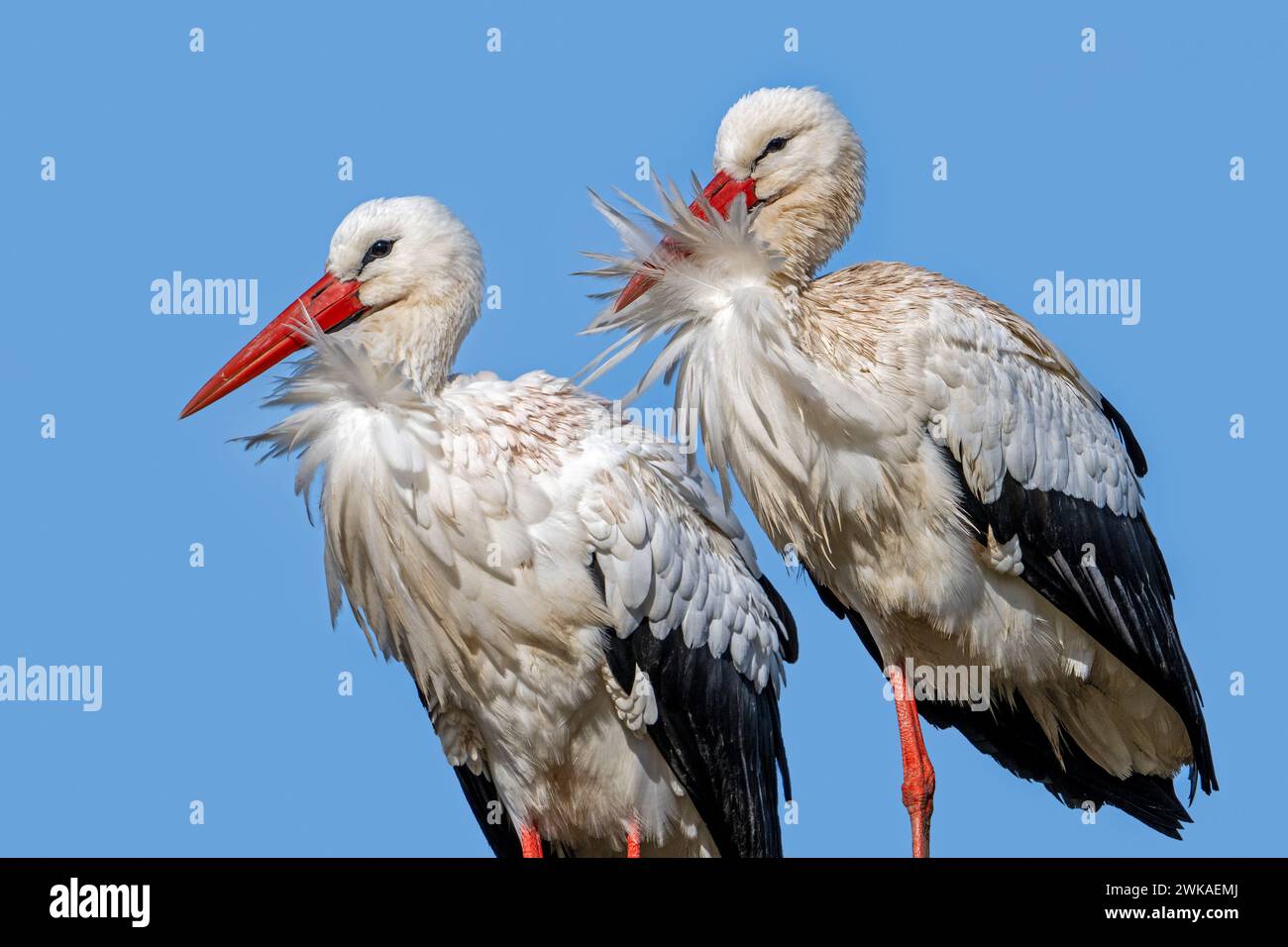 Coppia cicogna bianca (Ciconia ciconia), ritratto da vicino maschile e femminile in una giornata ventosa Foto Stock