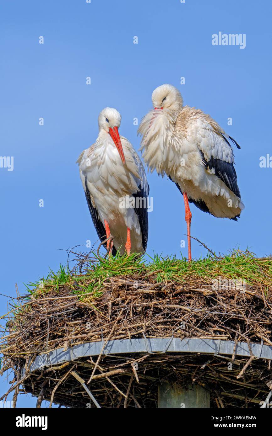 Coppia cicogna bianca (Ciconia ciconia), maschio e femmina su vecchio nido della primavera precedente, realizzata su piattaforma di nidificazione artificiale Foto Stock