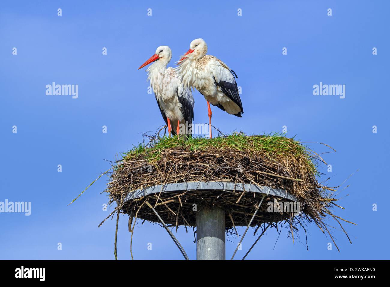 Coppia cicogna bianca (Ciconia ciconia), maschio e femmina su vecchio nido della primavera precedente, realizzata su piattaforma di nidificazione artificiale, Zwin Nature Park, Knokke Foto Stock