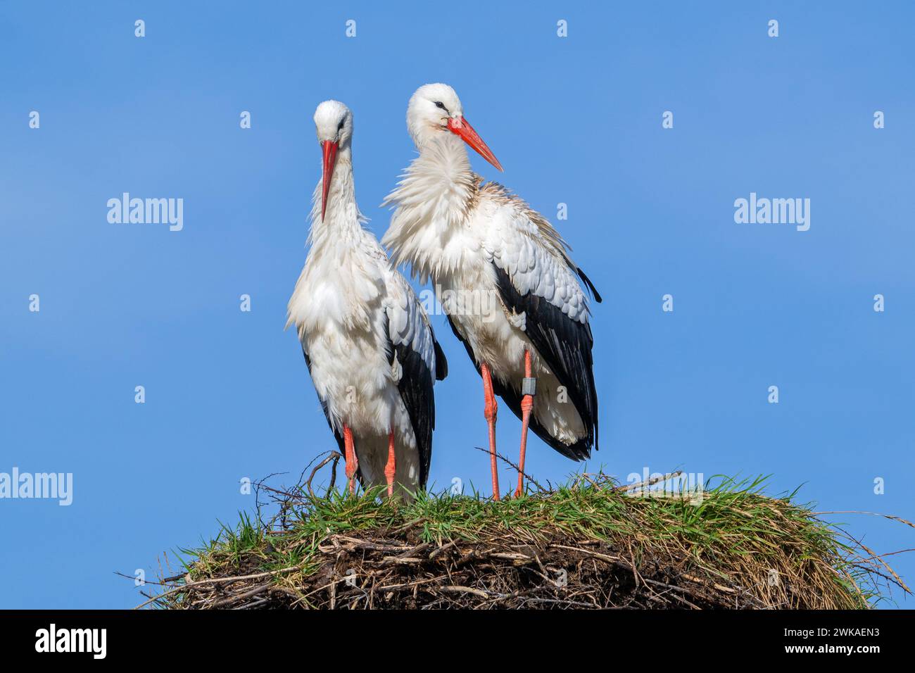 Coppia di cicogne bianche (Ciconia ciconia), uomini e donne con anelli sul vecchio nido della primavera precedente Foto Stock