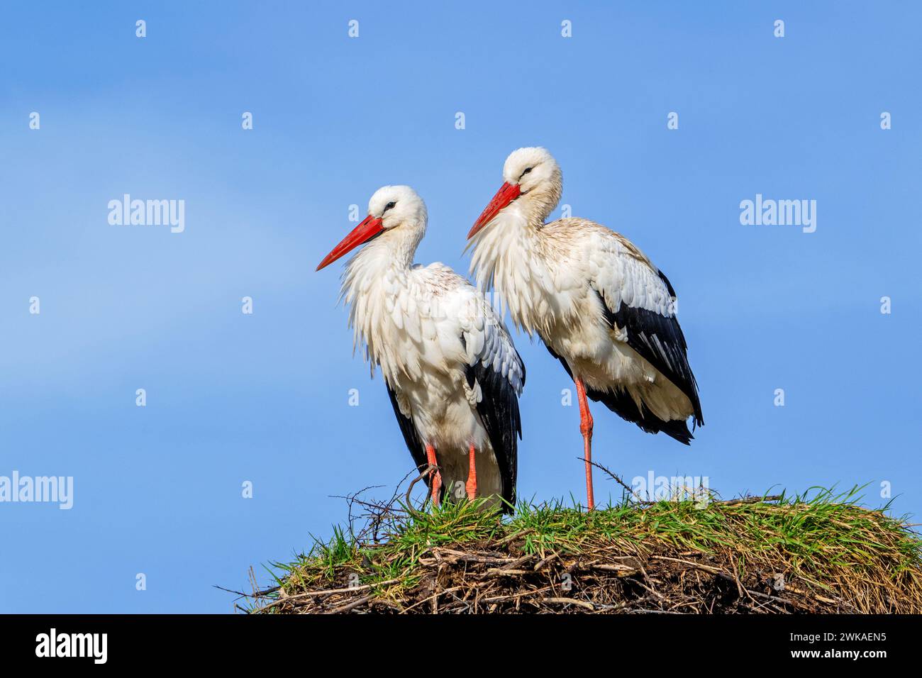 Coppia di cicogne bianche (Ciconia ciconia), uomo in piedi su una gamba e donna sul vecchio nido della primavera precedente Foto Stock
