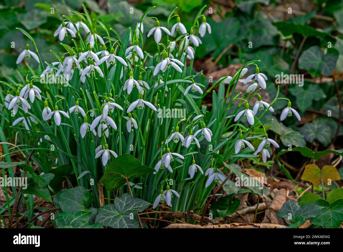 Gocce di neve comuni (Galanthus nivalis / Chianthemum nivale) fiori bianchi che fioriscono nella foresta nel tardo inverno Foto Stock
