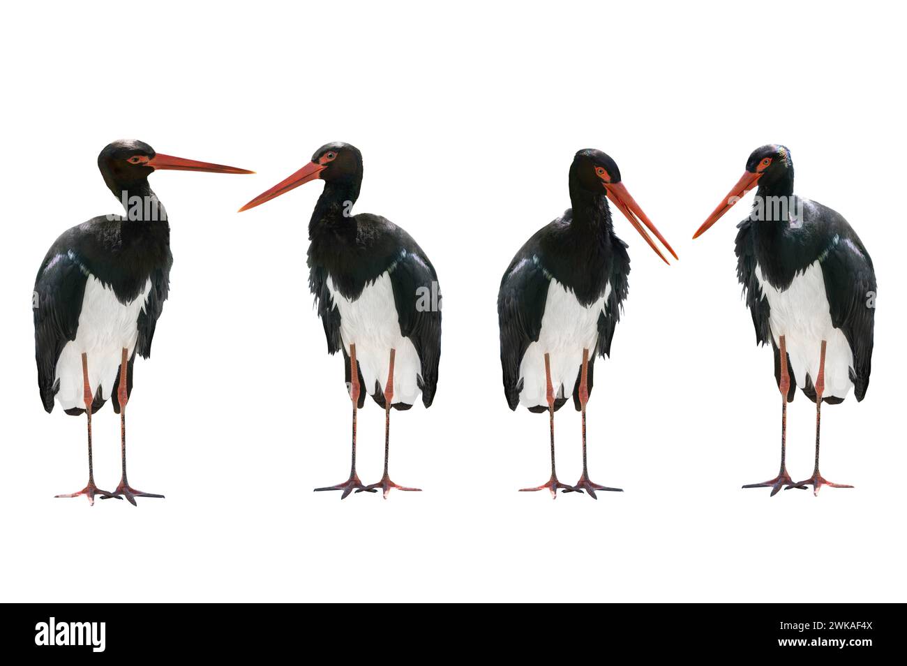 Quattro Black Stork isolati su sfondo bianco. Foto Stock Quattro Black Stork isolati su sfondo bianco. Foto Stock