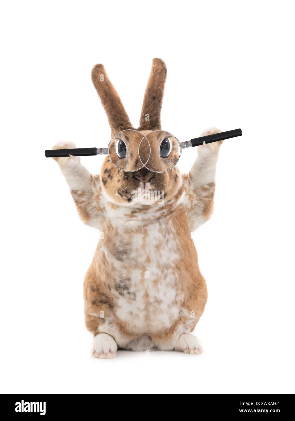 La bellissima coniglietta con lenti d'ingrandimento è isolata su sfondo bianco. Foto Stock