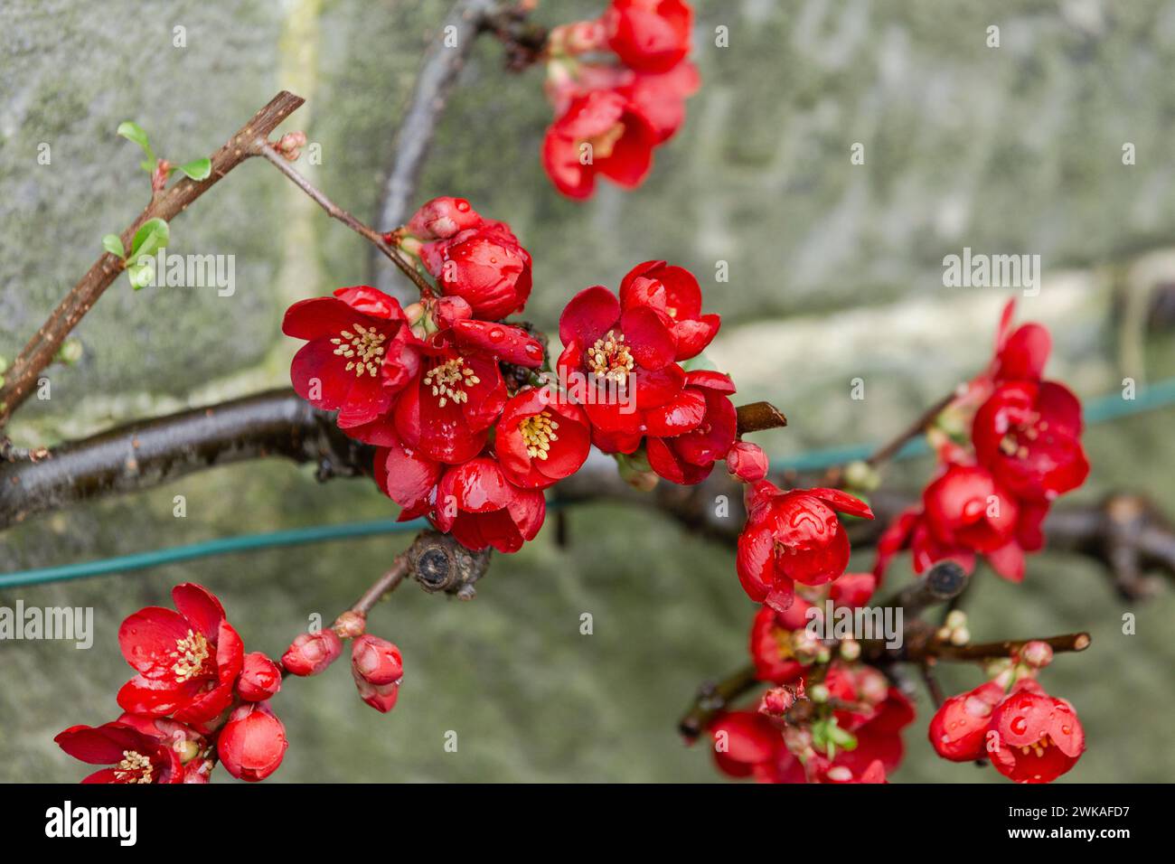 Quince giapponese (Chaenomeles japonica) che cresce su un muro. Fioritura invernale, questo arbusto dona colore al giardino d'inverno. Foto Stock
