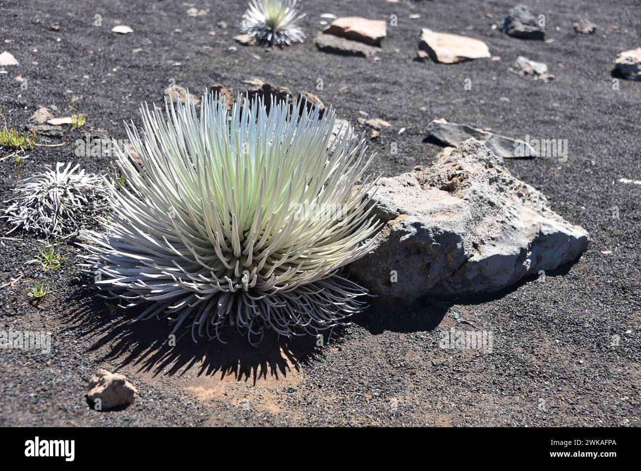 Impianto Silversword Foto Stock