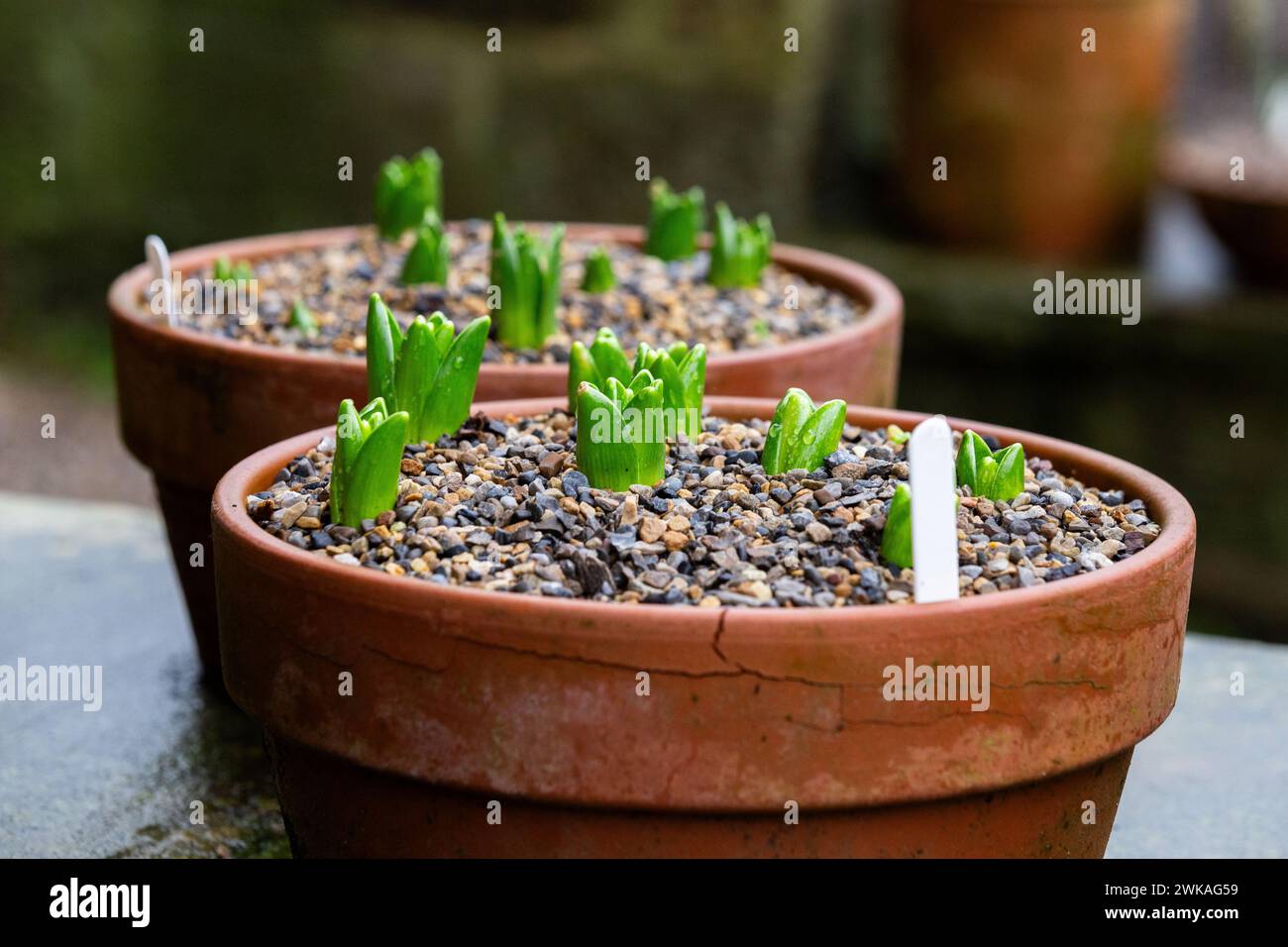 Bulbi di Giacinto piantati in vasi di argilla. Il compost ha una copertura di ghiaia, le lampadine sono visibili solo attraverso. Foto Stock