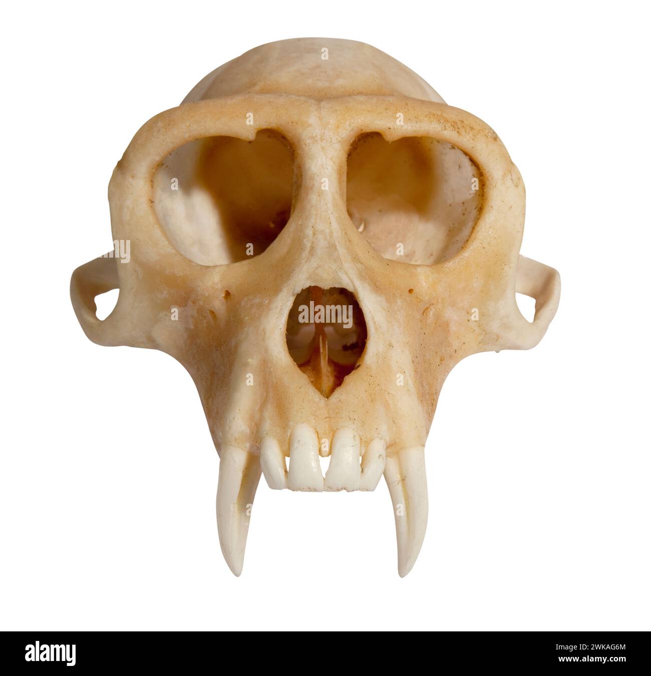 cranio della mascella superiore di un animale isolato sulla vista frontale bianca Foto Stock