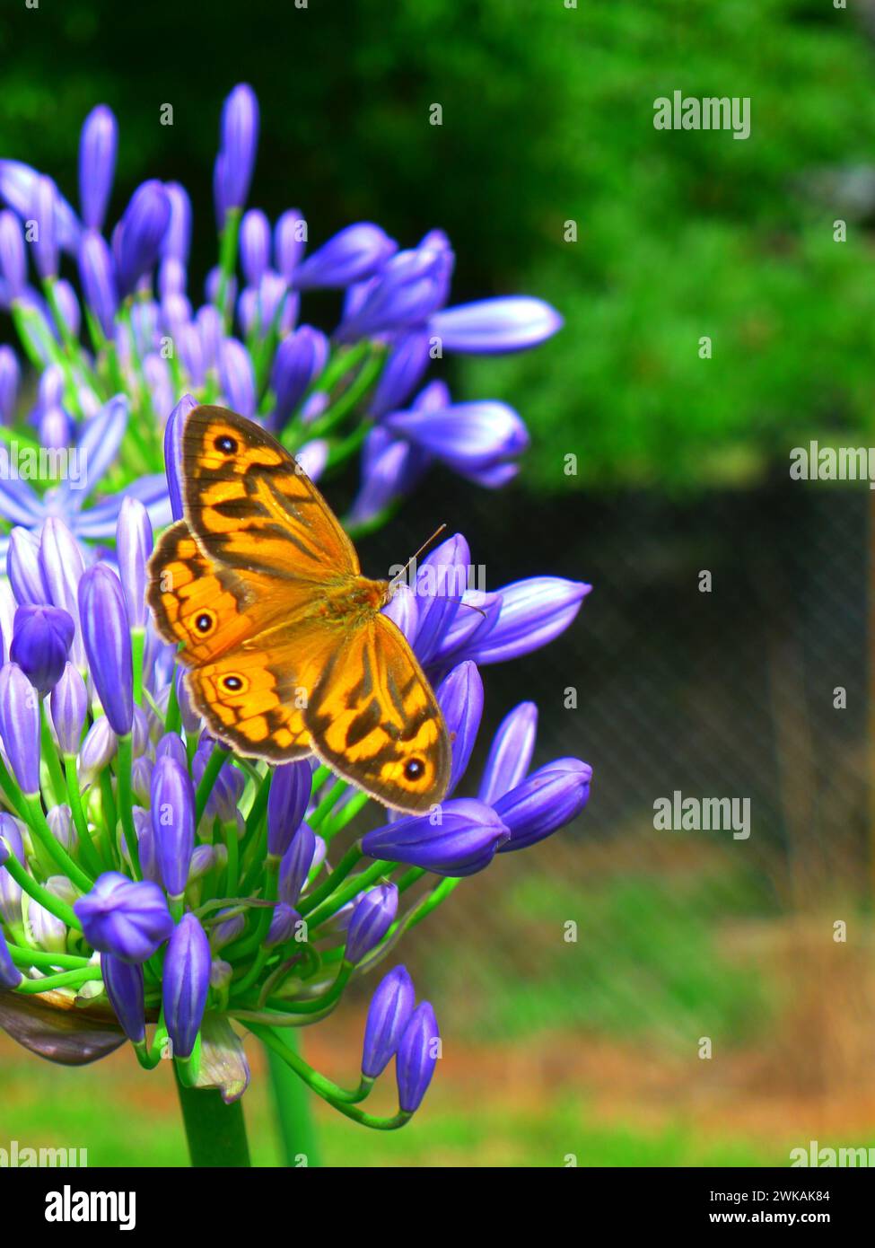 Immagine macro di una delicata farfalla arancione (comune marrone) che riposa su agapanto viola in un bellissimo giardino, NSW, Australia. Foto Stock