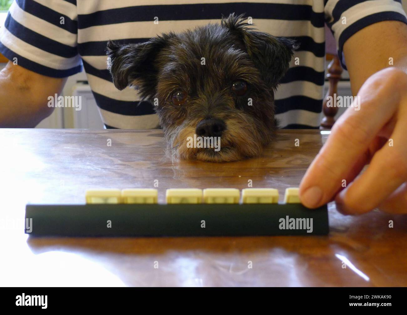 Un simpatico cagnolino con grandi occhi marroni guarda mentre il suo proprietario gioca a un gioco da tavolo. Foto Stock