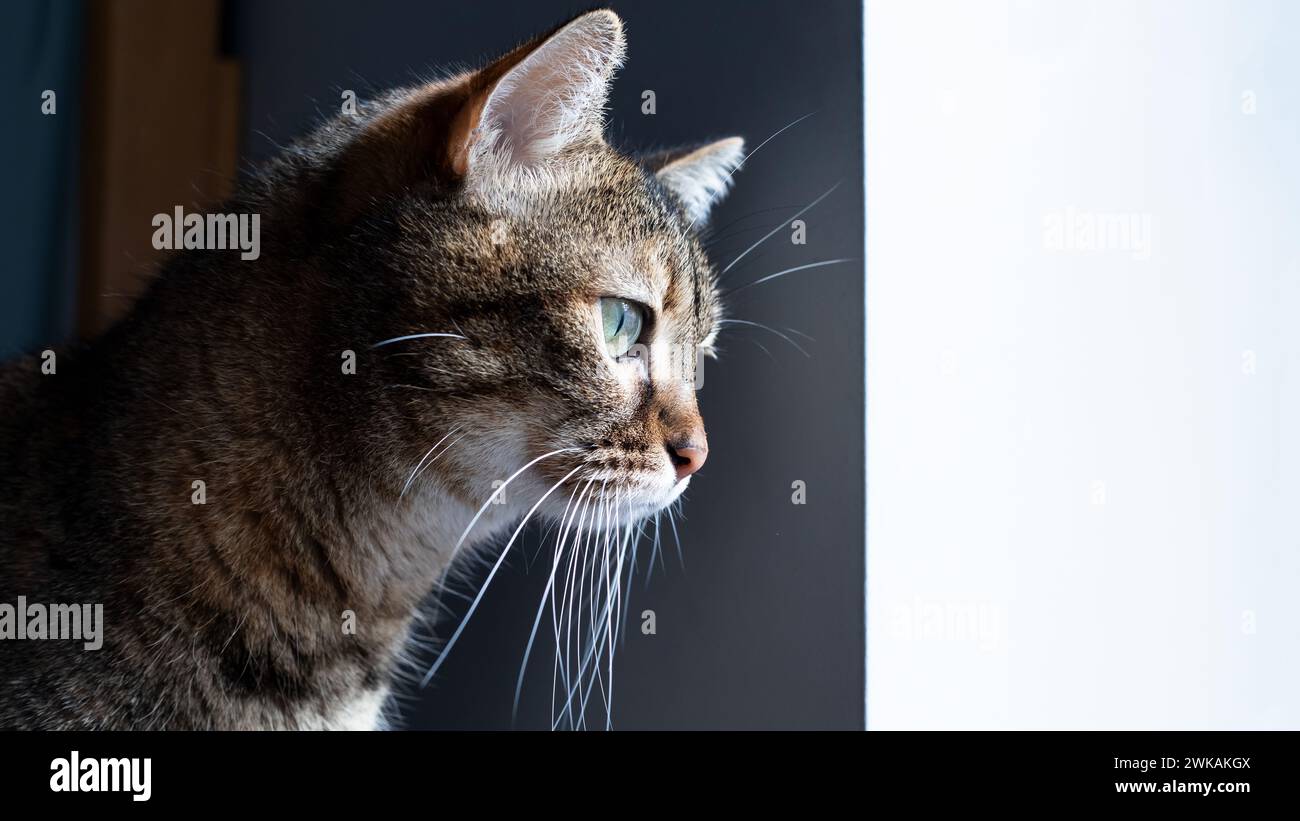 Gatto grigio che guarda curiosamente. Ritratto di un gatto dagli occhi blu su un tappeto giallo. Foto Stock