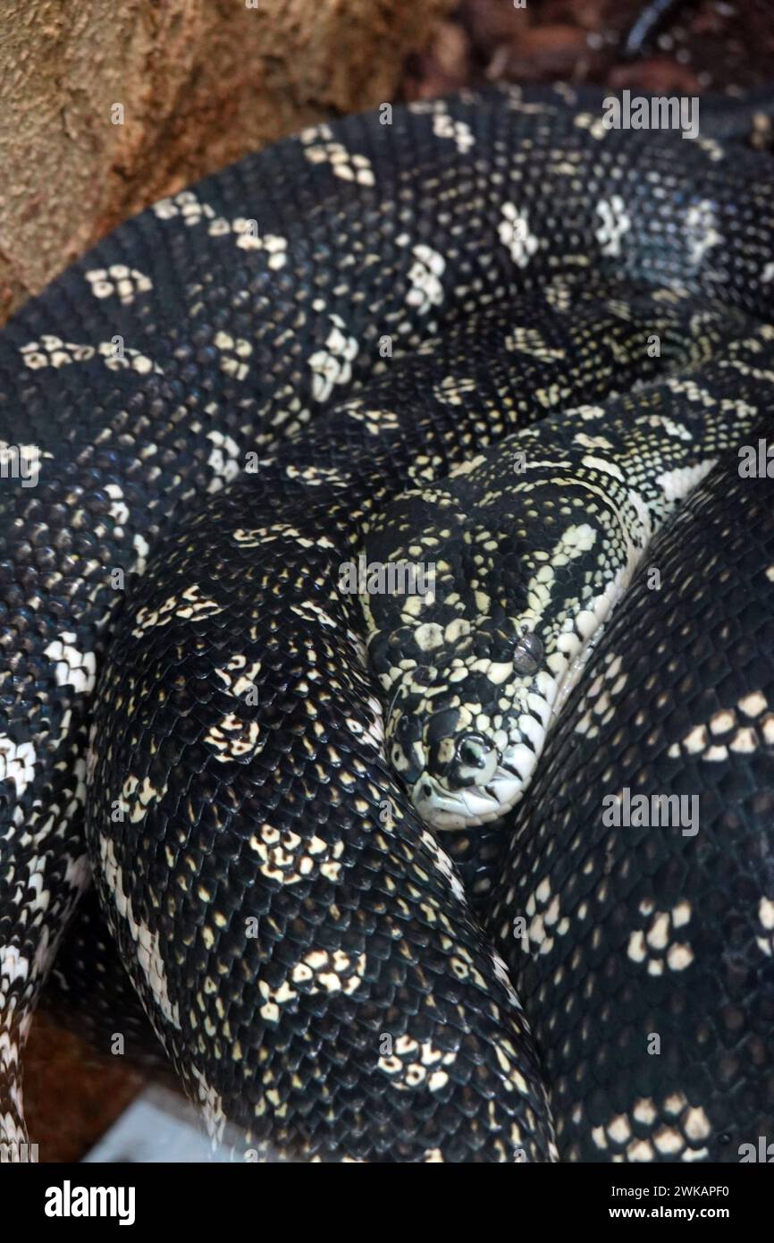 Diamantpython (Morelia spilota spilota), Rautenpython, Teppichpython Foto Stock